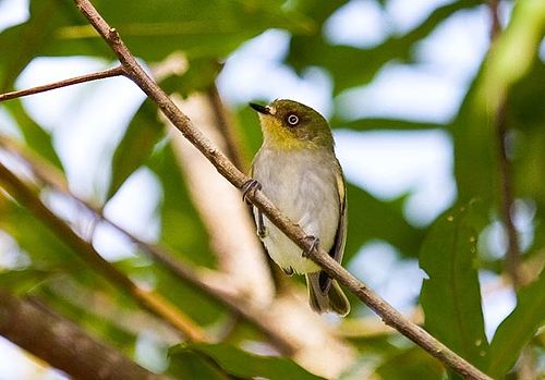 Bay-ringed tyrannulet